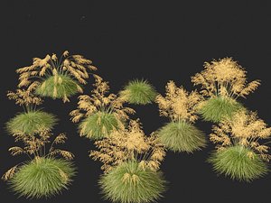 3D Stipa gigantea - Giant feather grass 01 model