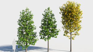 Populus balsamifera tree-1 3D