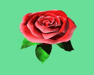 rose flower 3d max