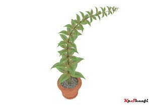 Plants 1