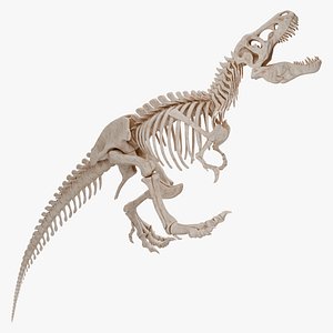 Tyrannosaurus Rex Skeleton 02 b