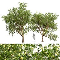New Plant High detail Pear Pyrus Communis Green