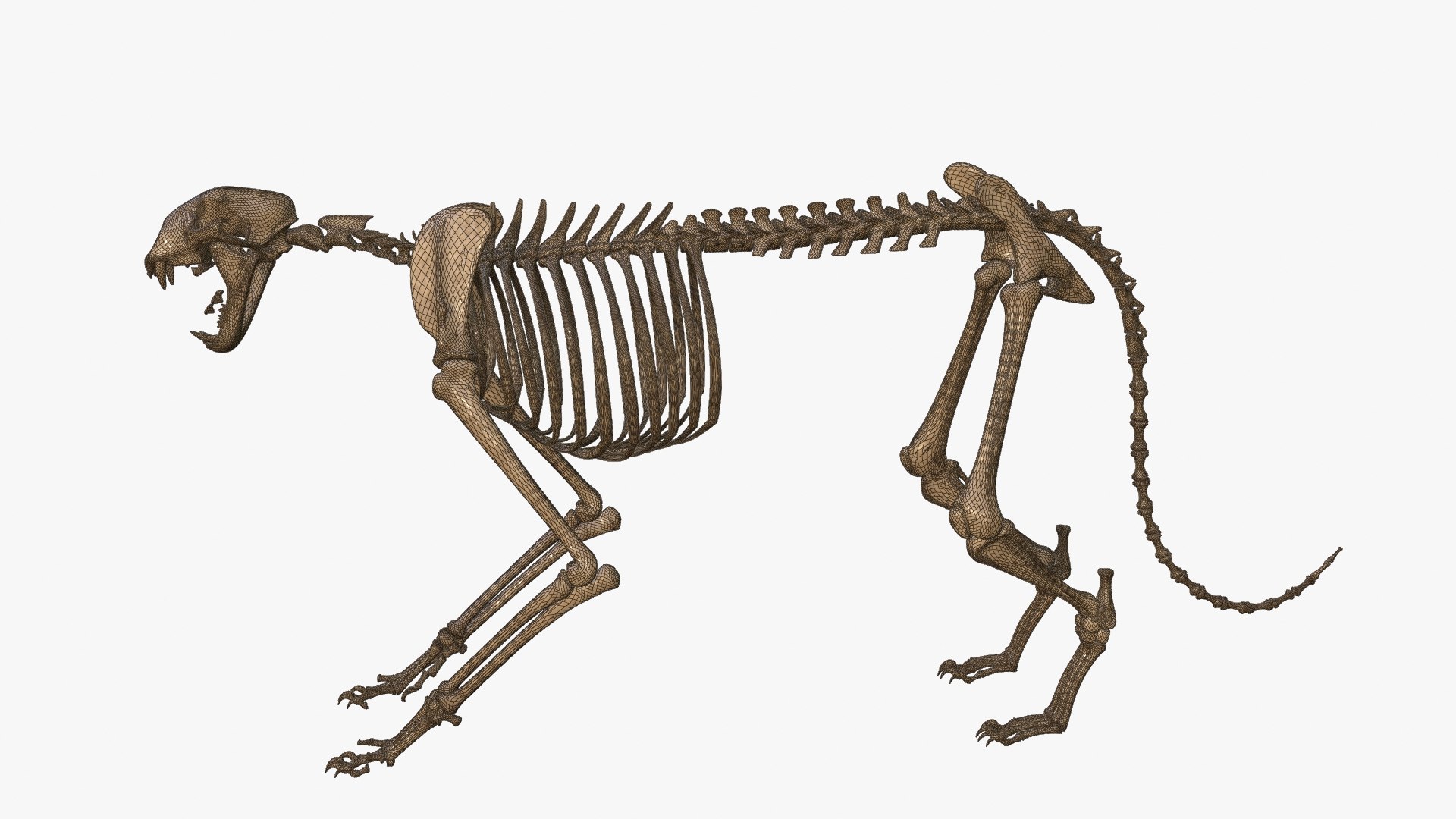 Tiger Skeleton Rigged 3D Model for Animation 3D model https://p.turbosquid.com/ts-thumb/kI/L1x4XV/9D/wire__0002/jpg/1776251236/1920x1080/fit_q87/199c8b4e33ed3e6194c345e130c86d8fc0dbaa0d/wire__0002.jpg