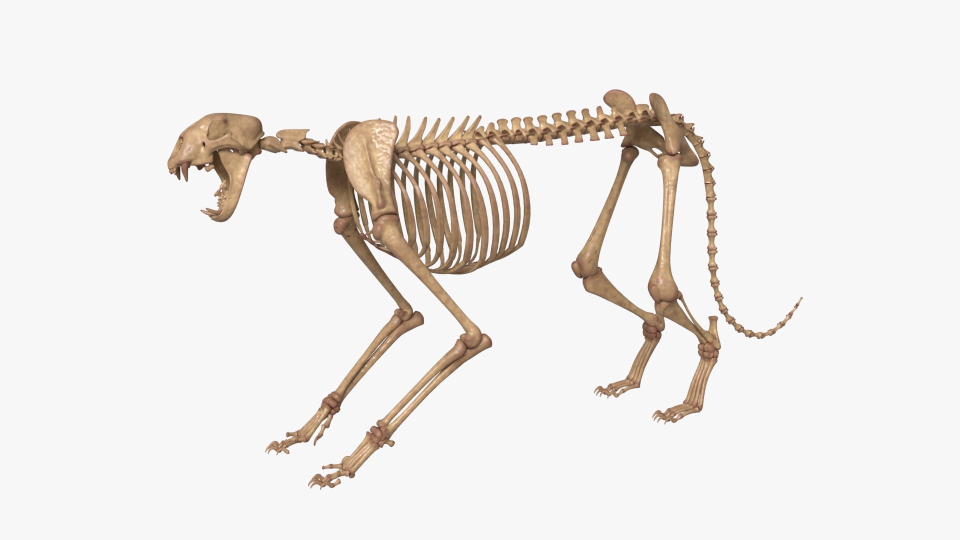 Tiger Skeleton Rigged 3D Model for Animation 3D model https://p.turbosquid.com/ts-thumb/kI/L1x4XV/CC/__0001/jpg/1776250353/1920x1080/fit_q87/36f824f0793072a7d6b617c323115cca7f057b7b/__0001.jpg