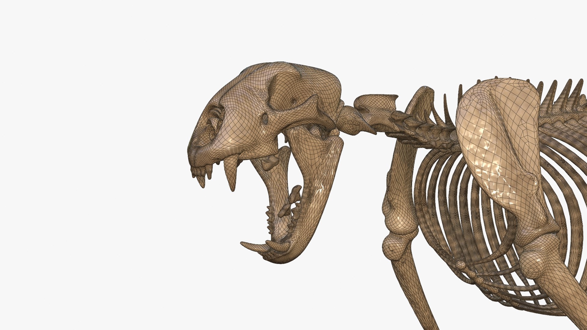 Tiger Skeleton Rigged 3D Model for Animation 3D model https://p.turbosquid.com/ts-thumb/kI/L1x4XV/Kj/wire__0004/jpg/1776251237/1920x1080/fit_q87/7ef56b52277fed2cd68a4d410db3b8a2f41a0d95/wire__0004.jpg