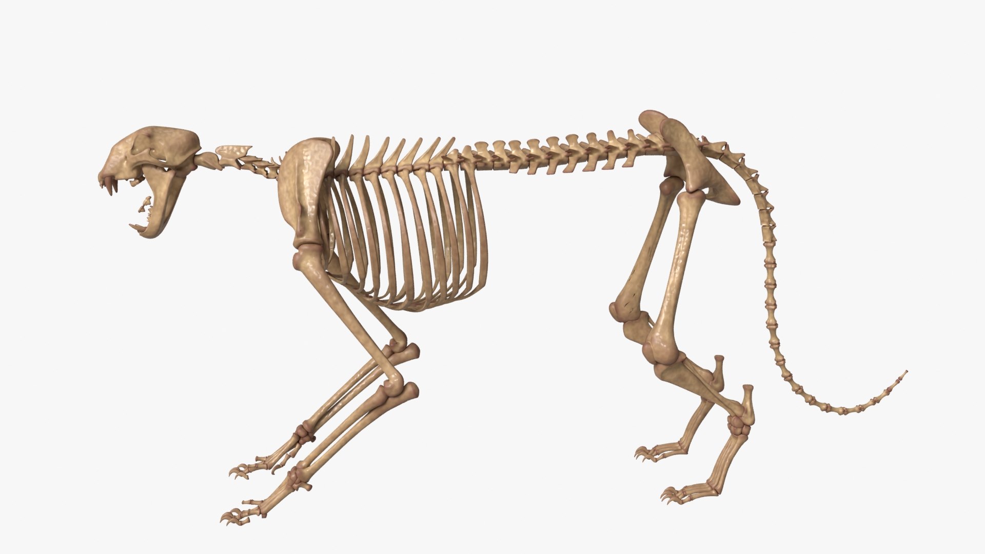 Tiger Skeleton Rigged 3D Model for Animation 3D model https://p.turbosquid.com/ts-thumb/kI/L1x4XV/Mp/__0002/jpg/1776250353/1920x1080/fit_q87/22db0d5e71ca51a1ab0ff647f0b5835a2dd86960/__0002.jpg