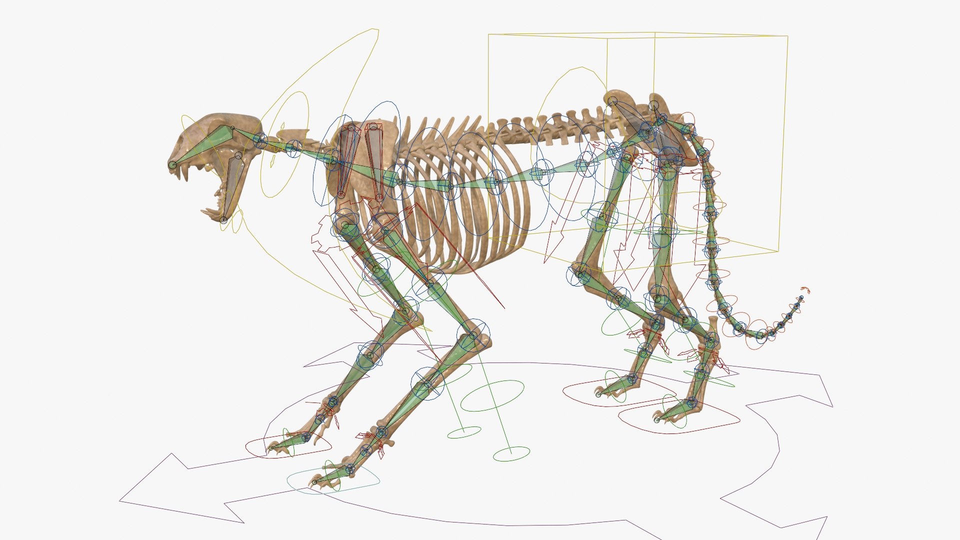 Tiger Skeleton Rigged 3D Model for Animation 3D model https://p.turbosquid.com/ts-thumb/kI/L1x4XV/Uk/rig__0002/jpg/1776250347/1920x1080/fit_q87/0ea15f6a5750a3f9361d60771536dd77177da7a6/rig__0002.jpg