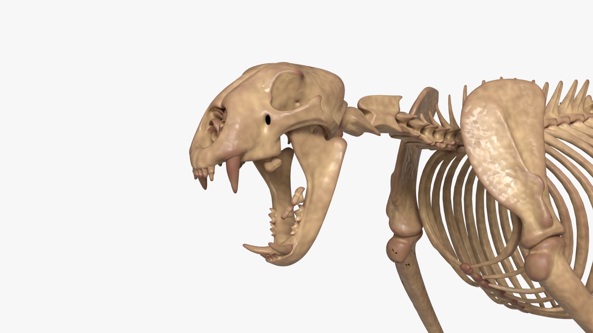 Tiger Skeleton Rigged 3D Model for Animation 3D model https://p.turbosquid.com/ts-thumb/kI/L1x4XV/fo/__0004/jpg/1776250356/1920x1080/fit_q87/e3ebfddc6b2b82264e9bc700134be9093bef4b18/__0004.jpg