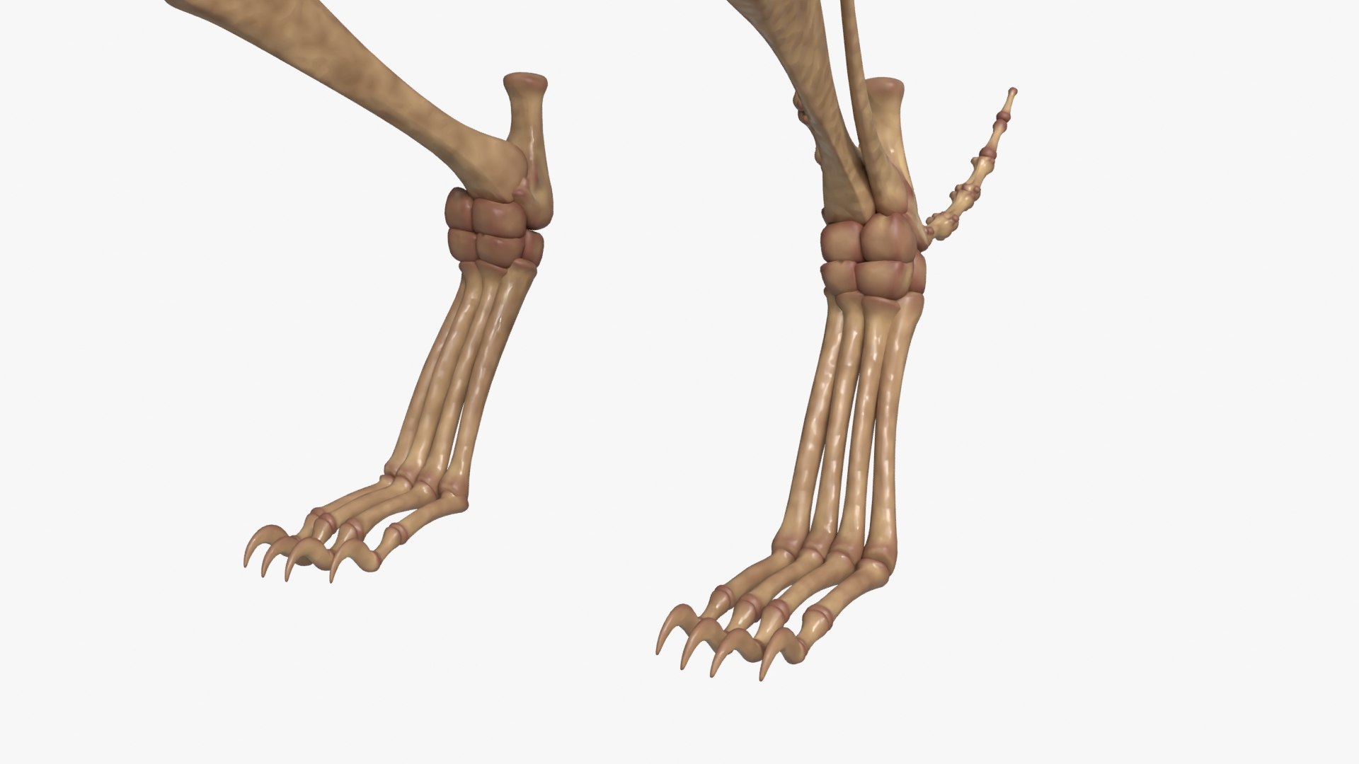 Tiger Skeleton Rigged 3D Model for Animation 3D model https://p.turbosquid.com/ts-thumb/kI/L1x4XV/hT/__0007/jpg/1776250358/1920x1080/fit_q87/5b5ac383b08c75b207376ab63a9adbd05039e4aa/__0007.jpg