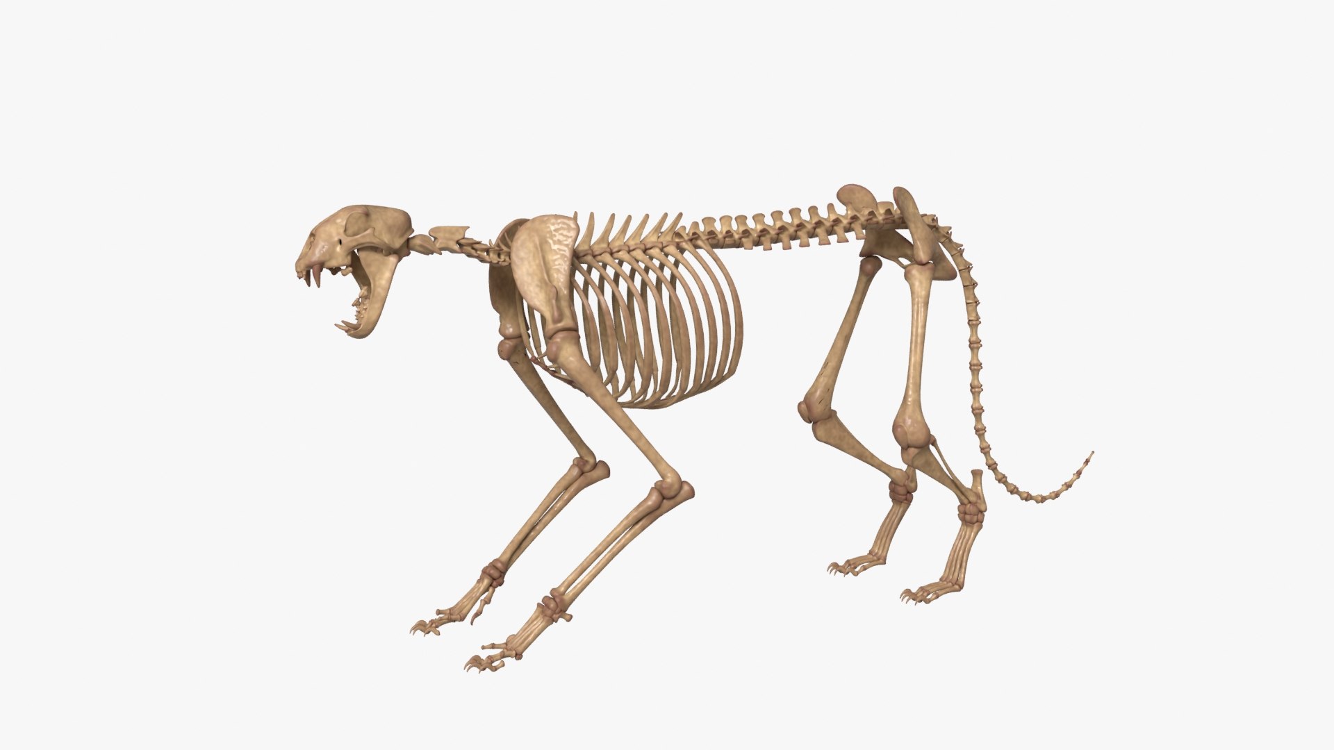 Tiger Skeleton Rigged 3D Model for Animation 3D model https://p.turbosquid.com/ts-thumb/kI/L1x4XV/l7/__0009/jpg/1776250359/1920x1080/fit_q87/3ac7ce02d95187a7e77c4016ca89b3a09edf74fb/__0009.jpg
