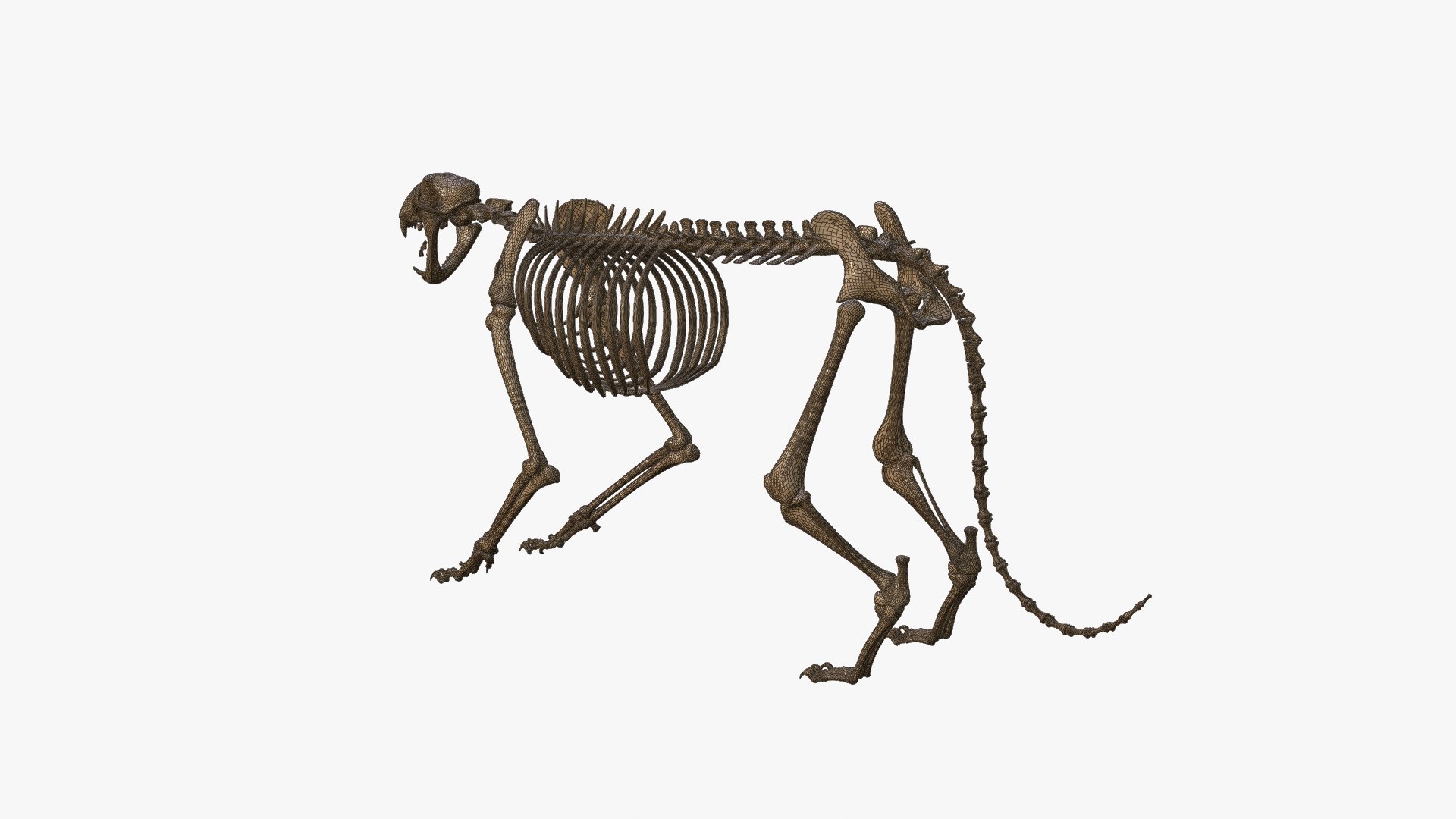 Tiger Skeleton Rigged 3D Model for Animation 3D model https://p.turbosquid.com/ts-thumb/kI/L1x4XV/ur/wire__0003/jpg/1776251235/1920x1080/fit_q87/96da072c6a2cf7252543881bf7f9e1c2c0223b40/wire__0003.jpg