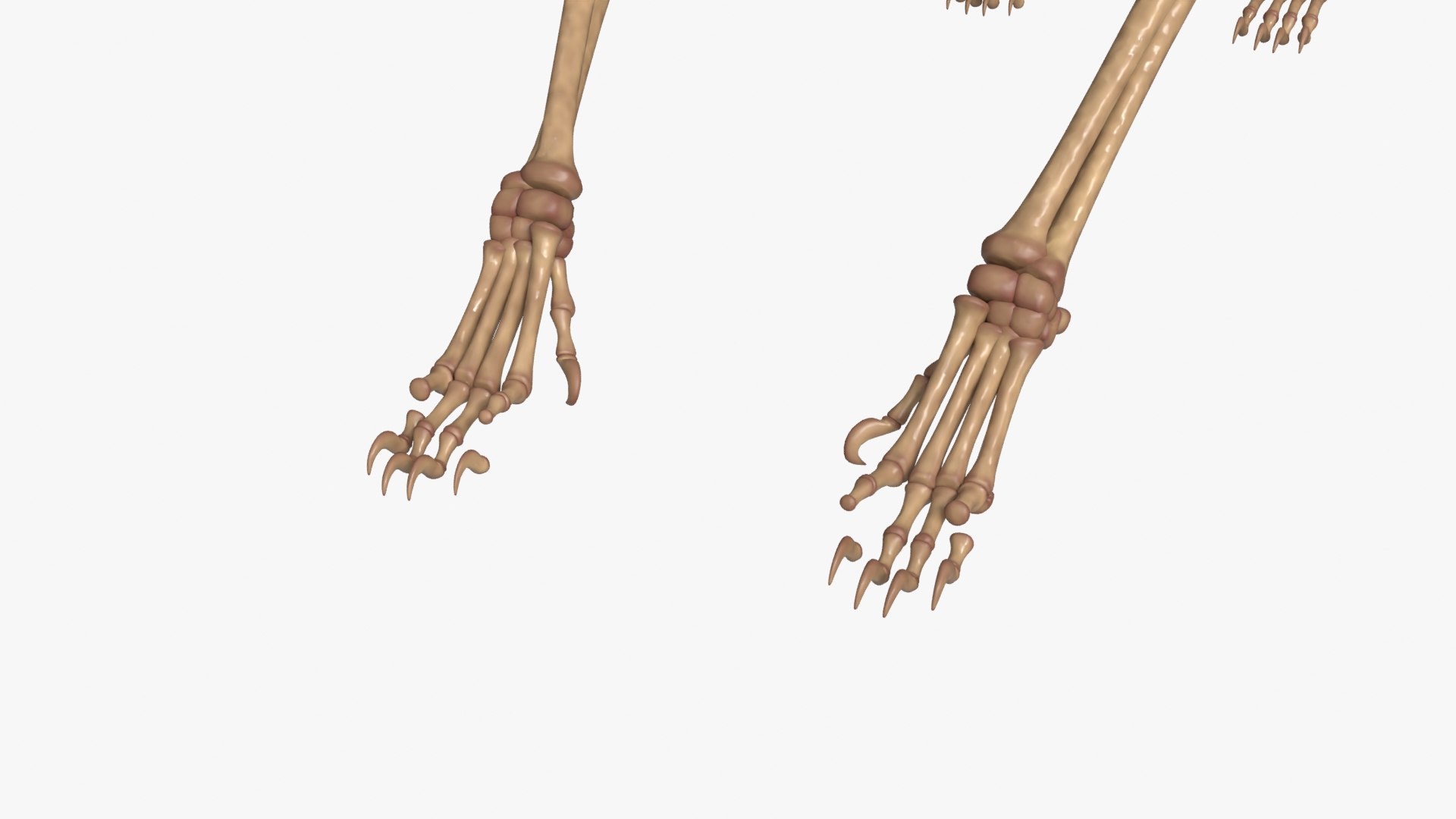 Tiger Skeleton Rigged 3D Model for Animation 3D model https://p.turbosquid.com/ts-thumb/kI/L1x4XV/wz/__0006/jpg/1776250357/1920x1080/fit_q87/a739471f12a9250e9711debb8b62844e4a6dc236/__0006.jpg