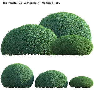 3D Ilex crenata - Box Leaved Holly - Japanese Holly - 01 model