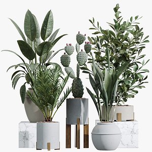 3D model AV Indoor Plants Set 446 Ficus microcarpa and Aspidistra Elatior and Cactus Opuntia palm