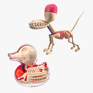 Superficial Anatomy Collection