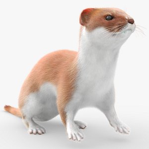 Agile Ermine Animated Fur Rigged For Blender