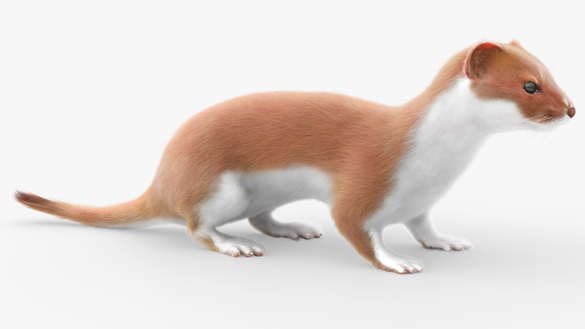 3D Agile Ermine Animated Fur Rigged For Blender https://p.turbosquid.com/ts-thumb/kI/SEUBM3/NX/agile_ermine_animated_fur_rigged_for_blender_002/jpg/1770585440/1920x1080/fit_q87/0391dccc9795af12a4bdc43a9c3fcec846d65fe7/agile_ermine_animated_fur_rigged_for_blender_002.jpg