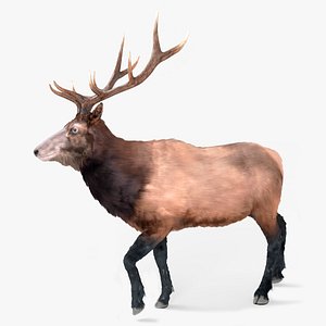 3D Realistic Elk Fur Rigged For Blender Animated Set
