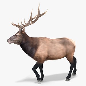 3D Realistic Elk Fur Rigged For Blender Animated Set