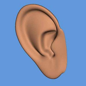 3ds ear