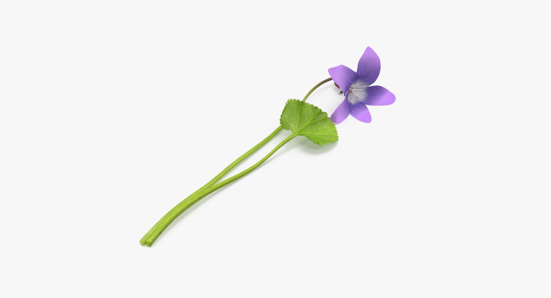 purple floral set 01 3D model https://p.turbosquid.com/ts-thumb/kI/ZeXBUZ/EReYIZT0/0000/jpg/1564660237/1920x1080/turn_fit_q99/180ae03be68e1de8fdbd0311320c45f0586fc297/0000-1.jpg