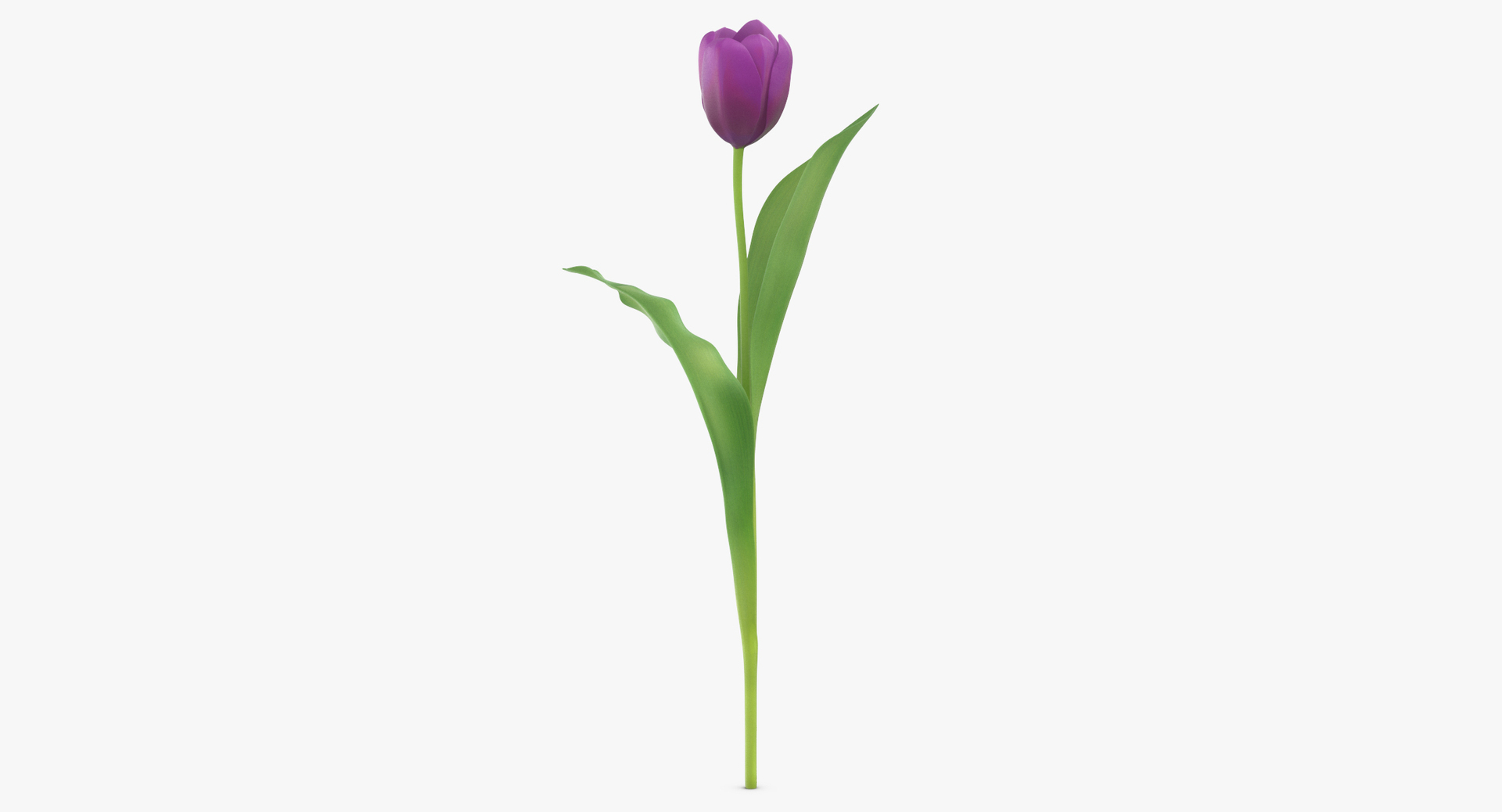 purple floral set 01 3D model https://p.turbosquid.com/ts-thumb/kI/ZeXBUZ/Iiucd5YO/0000/jpg/1564582202/1920x1080/turn_fit_q99/9500bc1e2b035544075f838f3caddd40c92fabfc/0000-1.jpg