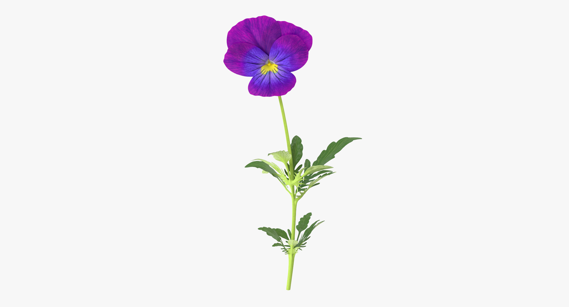 purple floral set 01 3D model https://p.turbosquid.com/ts-thumb/kI/ZeXBUZ/KjsEi5nP/0000/jpg/1564662034/1920x1080/turn_fit_q99/706434a4a5893ff3aa978c1af770ed5525676aa8/0000-1.jpg