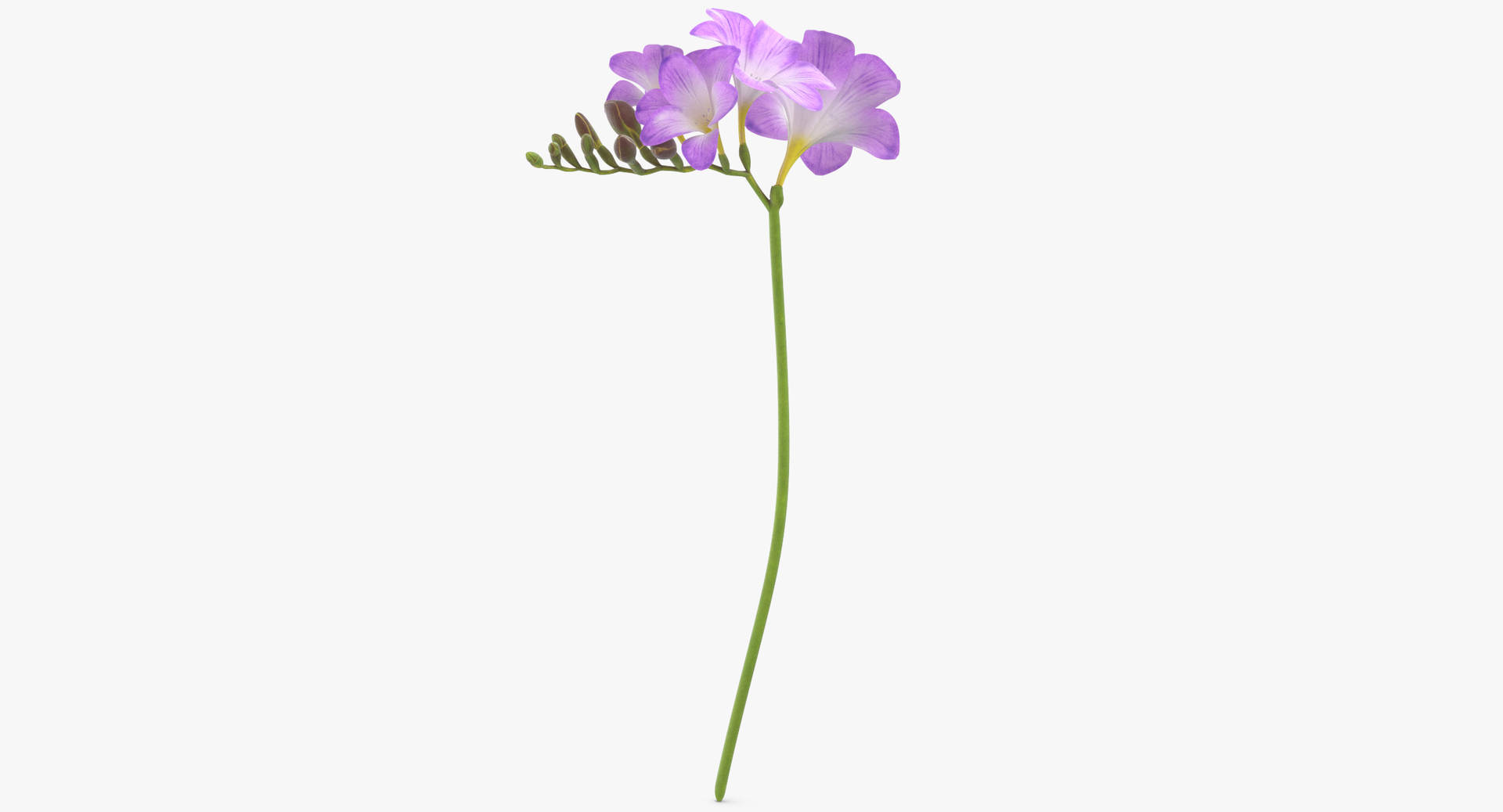 purple floral set 01 3D model https://p.turbosquid.com/ts-thumb/kI/ZeXBUZ/RY7BKBar/0000/jpg/1566210203/1920x1080/turn_fit_q99/1304546bc2a49e683164d2c36887e979303535bf/0000-1.jpg