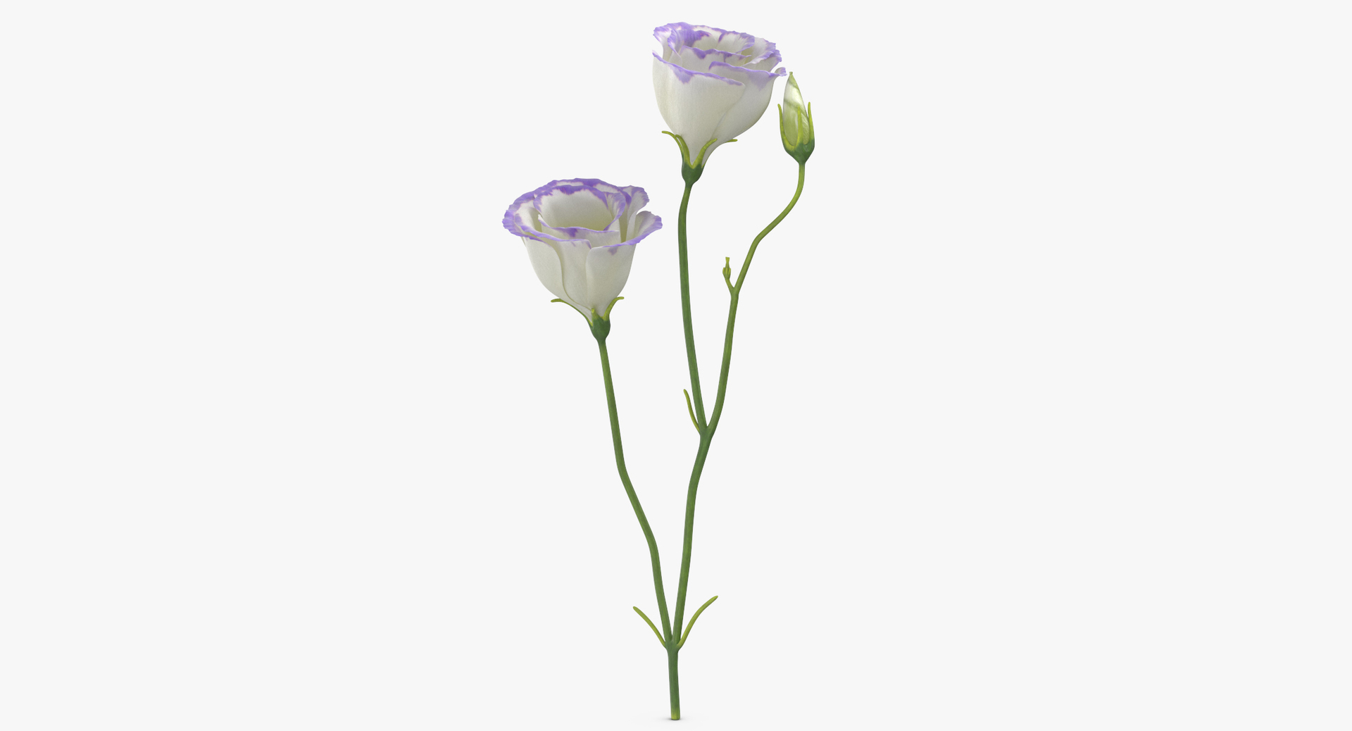 purple floral set 01 3D model https://p.turbosquid.com/ts-thumb/kI/ZeXBUZ/SukZxIip/0000/jpg/1564581528/1920x1080/turn_fit_q99/f25109e1a9f3ba156efa94b69203f02cae905033/0000-1.jpg