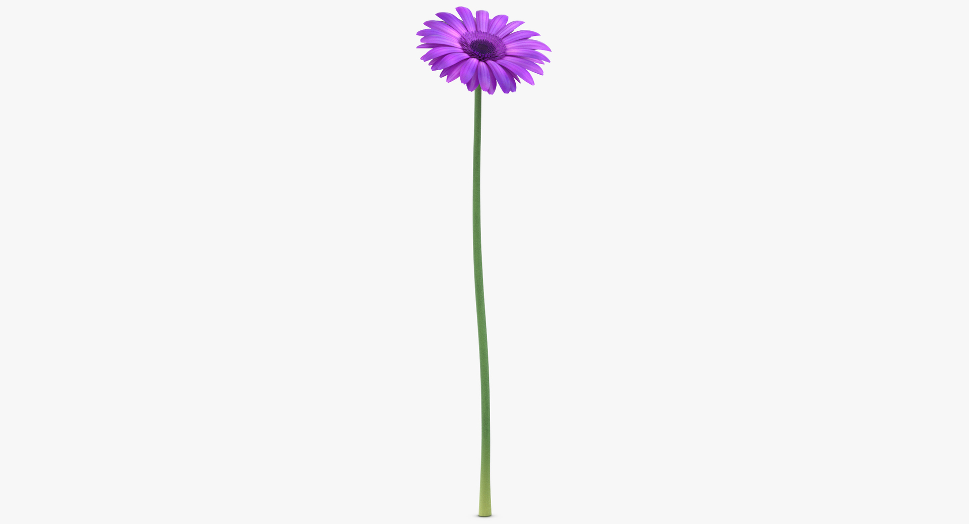 purple floral set 01 3D model https://p.turbosquid.com/ts-thumb/kI/ZeXBUZ/Tw0OzxHl/0000/jpg/1566210311/1920x1080/turn_fit_q99/34e7352501ad347113e2b0ec43b39495886c10f0/0000-1.jpg
