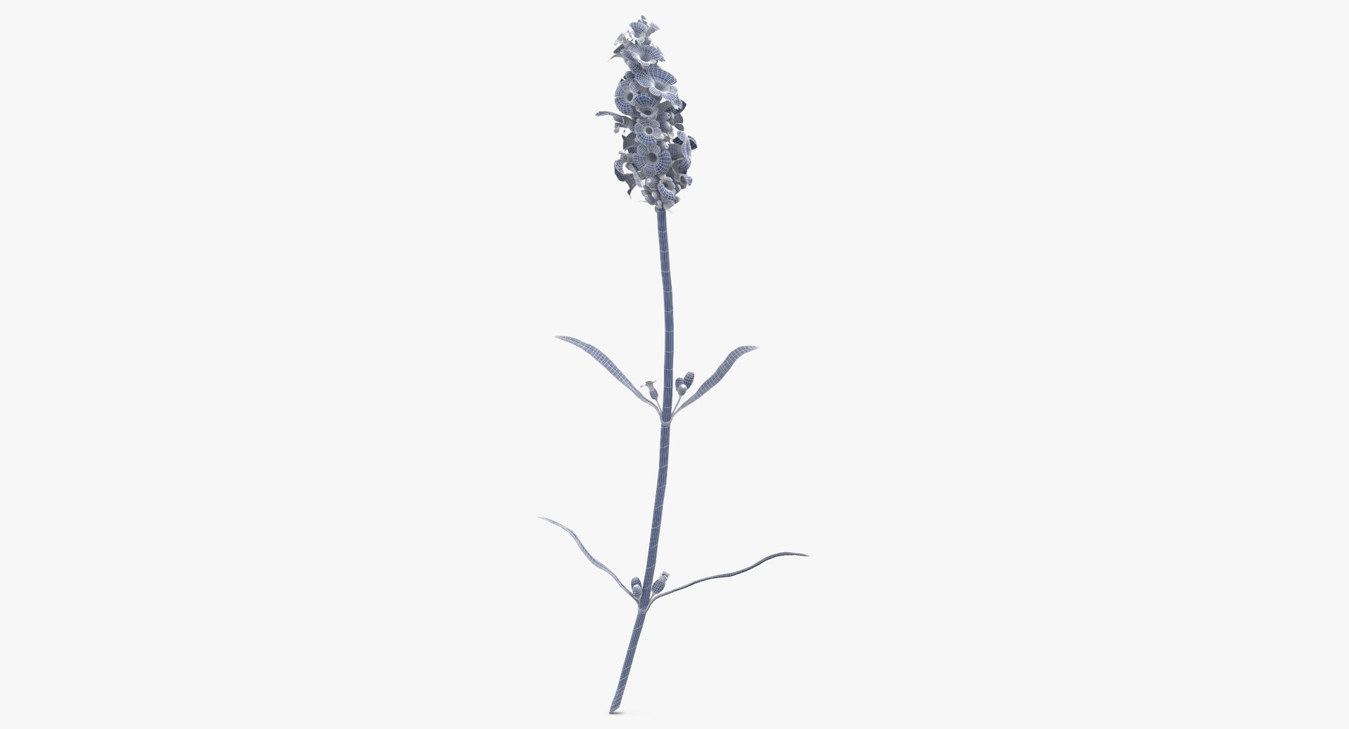 purple floral set 01 3D model https://p.turbosquid.com/ts-thumb/kI/ZeXBUZ/XD08z8fp/lavandula_angustifolia_purple_wireframe_0001/jpg/1569503746/1920x1080/fit_q87/6548514b575d9ec2e518a1b62ee56a7b6756dbae/lavandula_angustifolia_purple_wireframe_0001.jpg