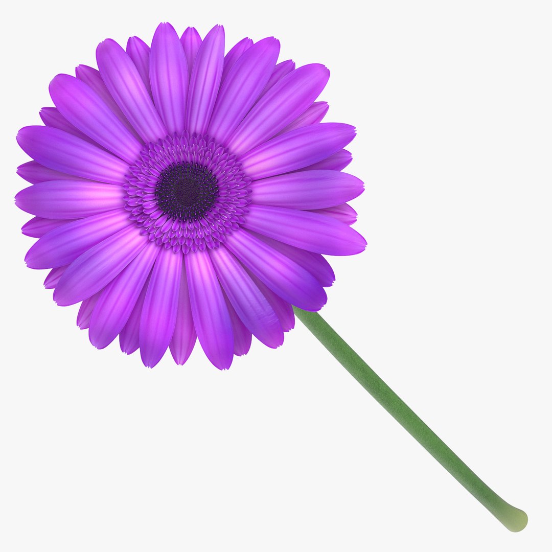 purple floral set 01 3D model https://p.turbosquid.com/ts-thumb/kI/ZeXBUZ/aTAz2tzD/gerbera_purple_thumbnail_square_0000/jpg/1569502796/1920x1080/fit_q87/d62de14b39e97e2e91b0a467f511b22eaed5e3af/gerbera_purple_thumbnail_square_0000.jpg
