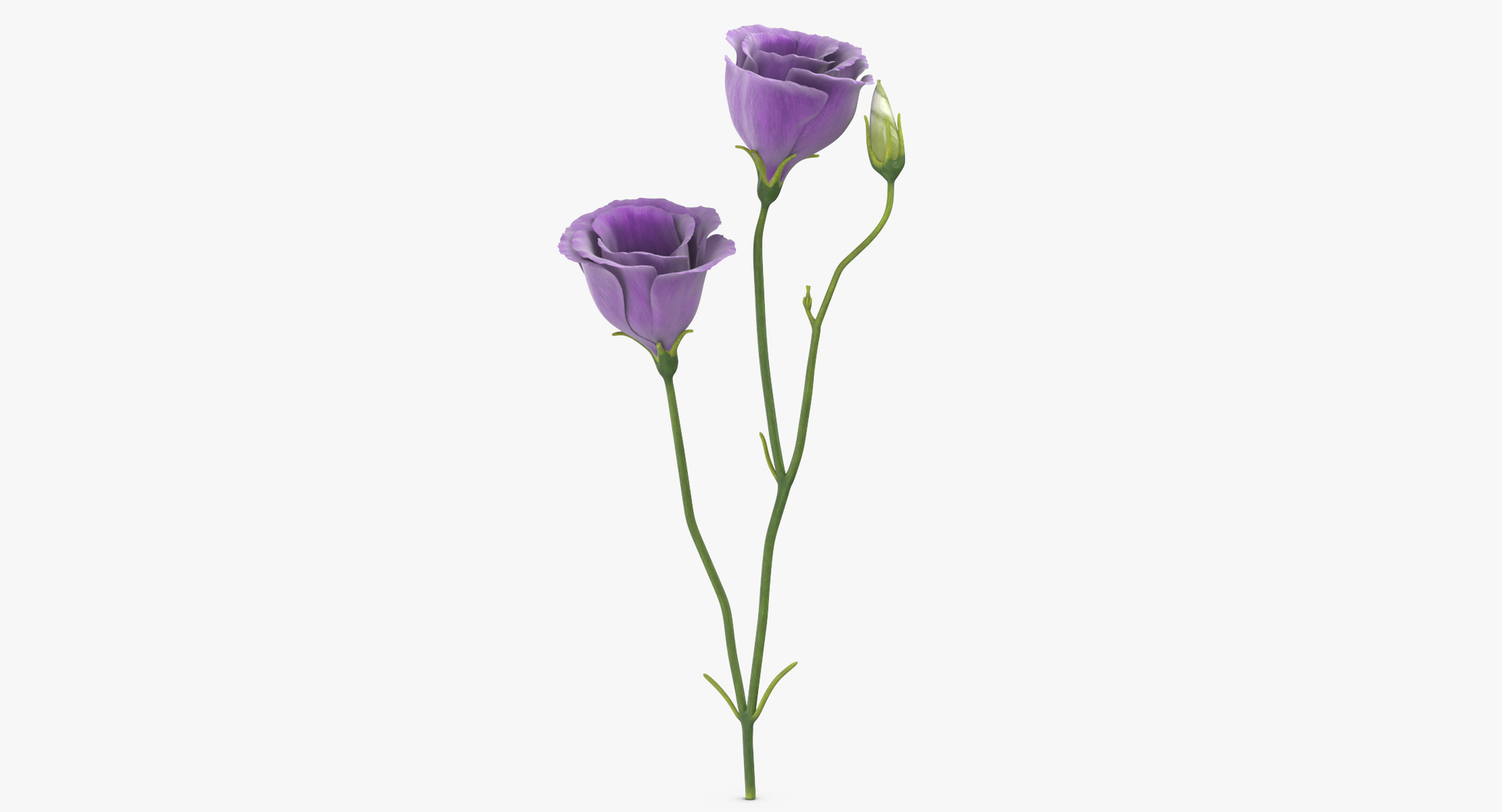 purple floral set 01 3D model https://p.turbosquid.com/ts-thumb/kI/ZeXBUZ/fXuWPos1/0000/jpg/1564581472/1920x1080/turn_fit_q99/888dbc189dfb211c475d4ecc37cbb4f8bbab72a6/0000-1.jpg