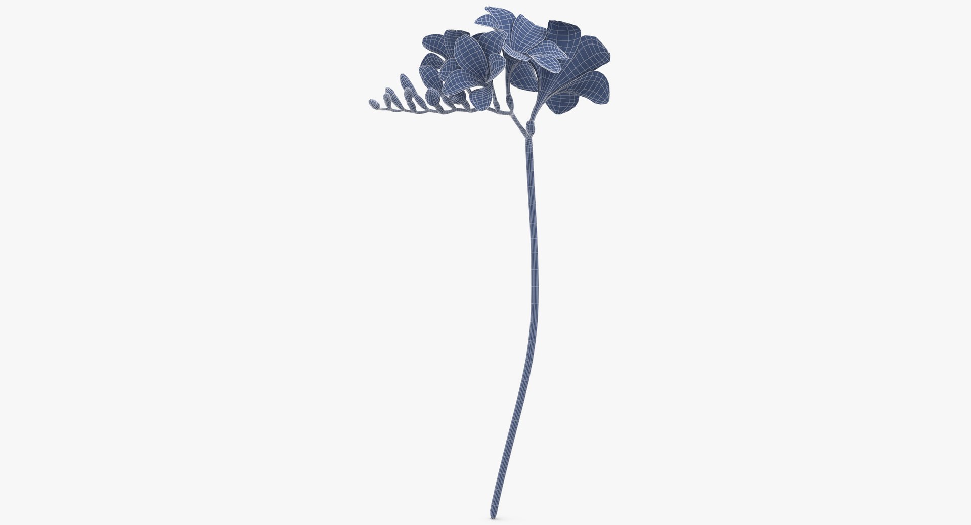 purple floral set 01 3D model https://p.turbosquid.com/ts-thumb/kI/ZeXBUZ/lmB94OJj/freesia_purple_wireframe_0001/jpg/1569502781/1920x1080/fit_q87/dbeb16b79b673aa358215d6d8999724bf70ffa78/freesia_purple_wireframe_0001.jpg