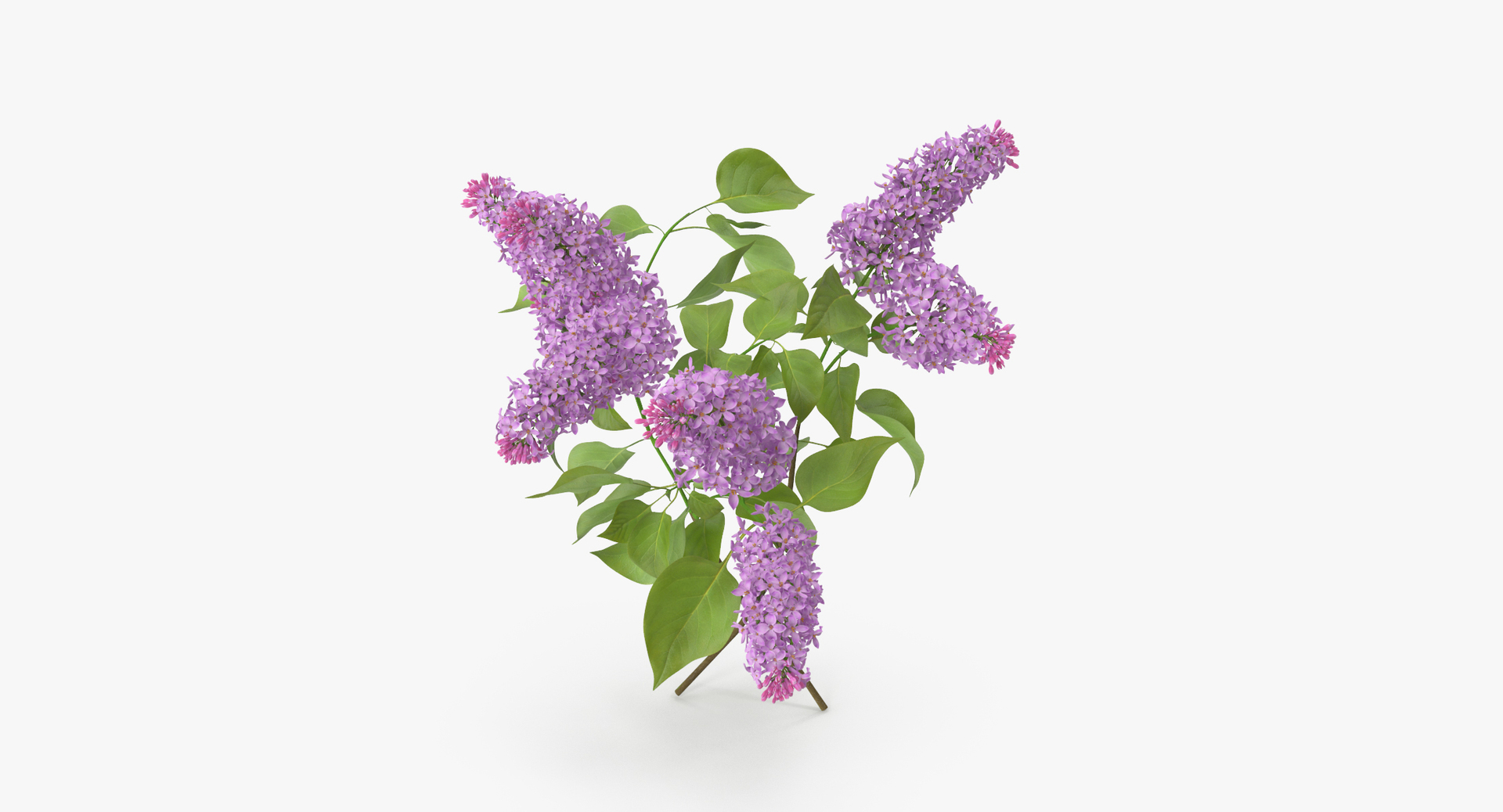 purple floral set 01 3D model https://p.turbosquid.com/ts-thumb/kI/ZeXBUZ/mGxjsKng/0000/jpg/1564586673/1920x1080/turn_fit_q99/b75ab8bf0281889b7e4f52b52f6b501420ae4f3b/0000-1.jpg