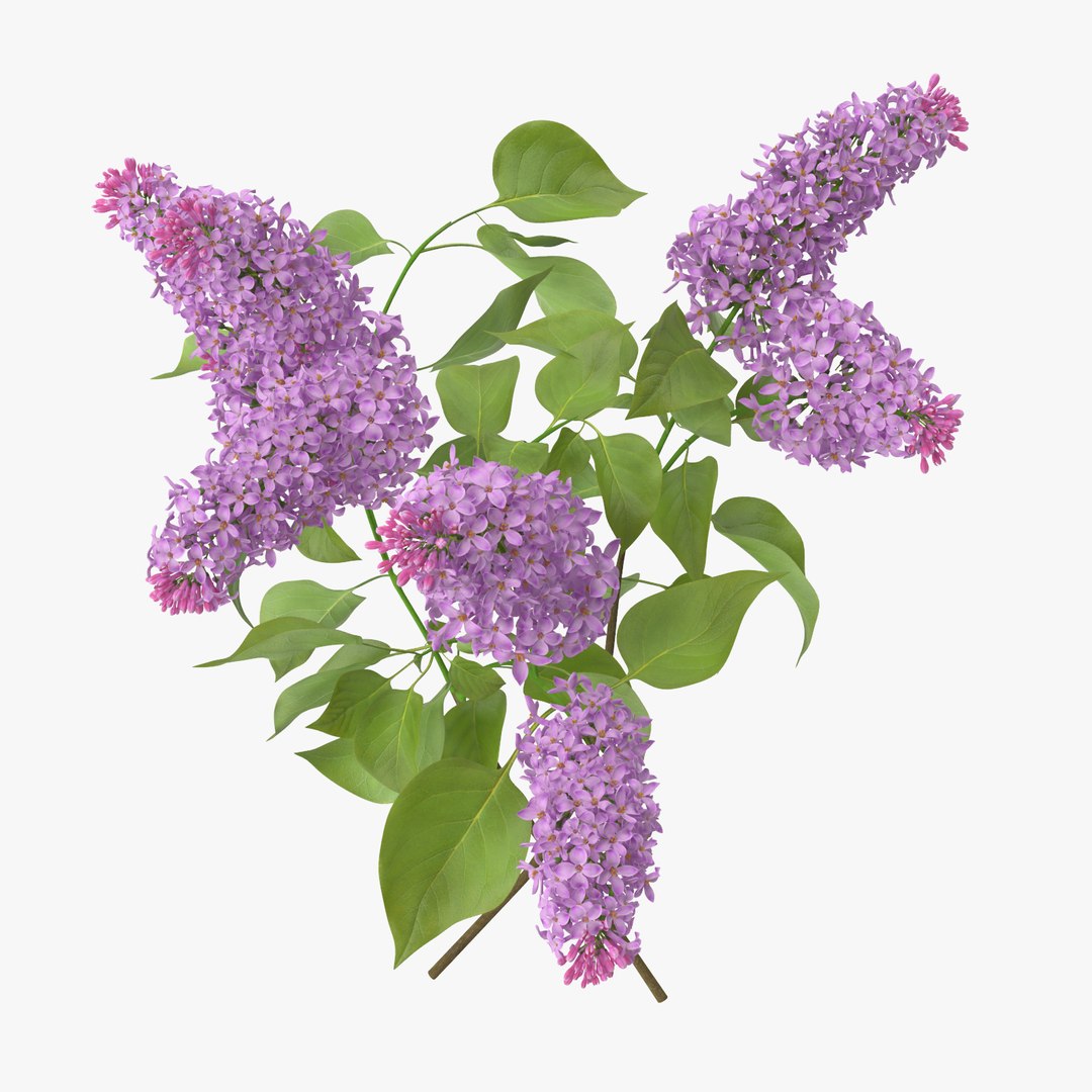Purple floral set 01 3D model - TurboSquid 1452549