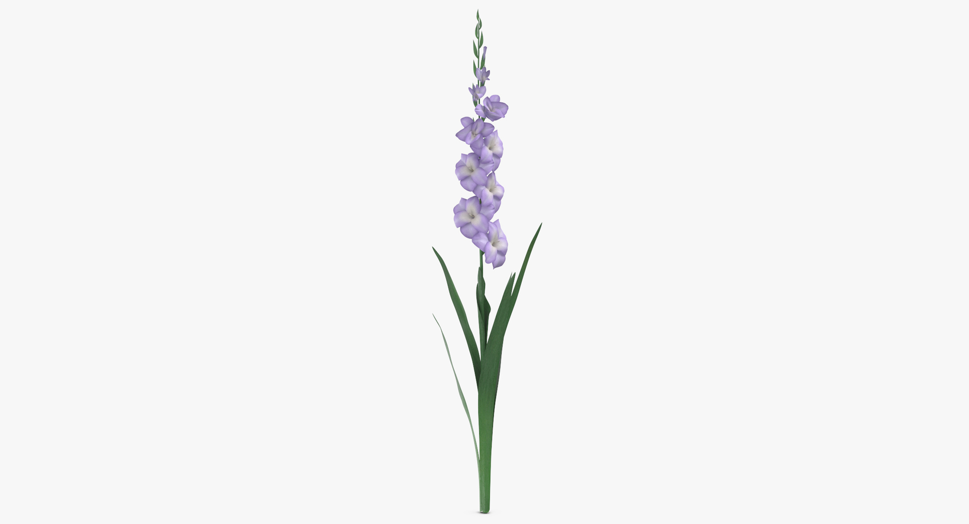 purple floral set 01 3D model https://p.turbosquid.com/ts-thumb/kI/ZeXBUZ/yxtHfT7G/0000/jpg/1566208125/1920x1080/turn_fit_q99/ef438660440b63e26ecfaec5748b34583a06596b/0000-1.jpg