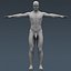 anatomically human male body 3d max