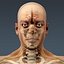 anatomically human male body 3d max