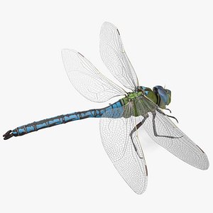 3D Dragonfly Rigged model