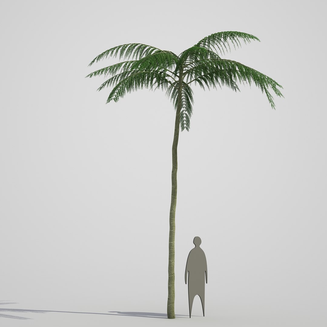 3d model schizolobium parahyba https://p.turbosquid.com/ts-thumb/kI/qCCWZK/9uu1FQKF/schizolobiumparahyba_04/jpg/1471356644/1920x1080/fit_q87/19a10b82d299cf4c882b7ca00f94ae834e6655bc/schizolobiumparahyba_04.jpg