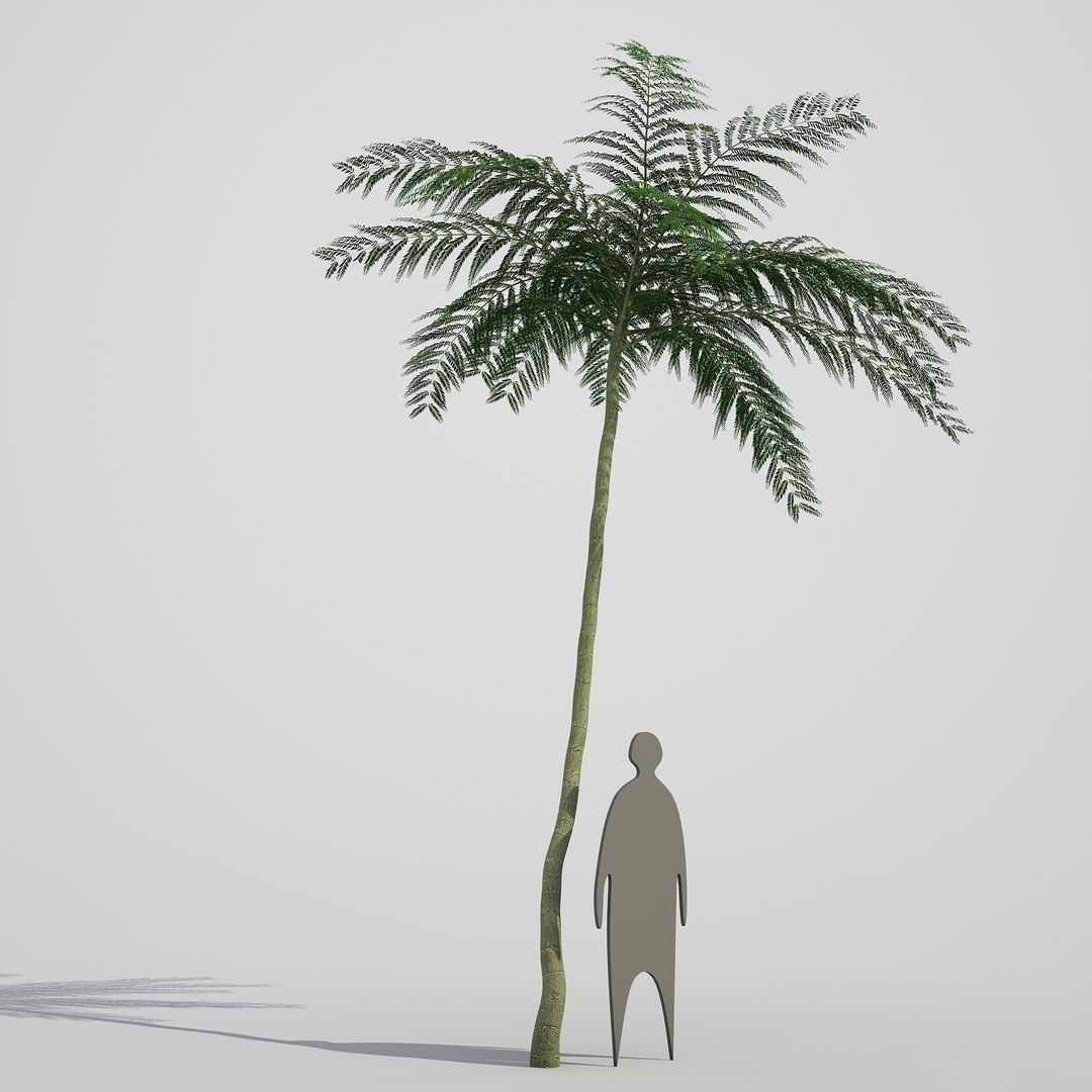3d model schizolobium parahyba https://p.turbosquid.com/ts-thumb/kI/qCCWZK/ApX1QaXf/schizolobiumparahyba_010/jpg/1471356644/1920x1080/fit_q87/3a7676af10c199dba486b39db3f44ebe73569a93/schizolobiumparahyba_010.jpg