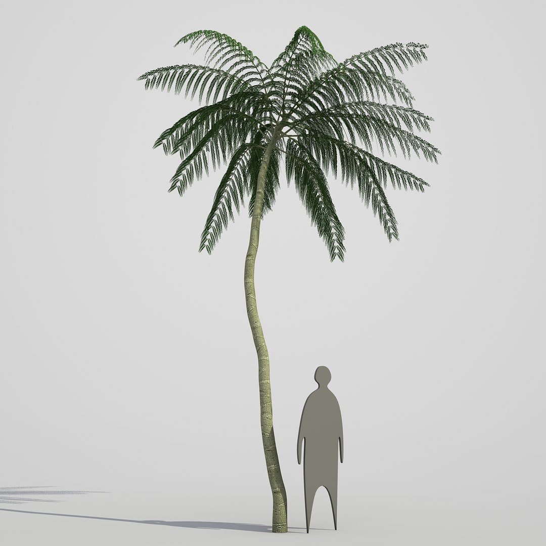 3d model schizolobium parahyba https://p.turbosquid.com/ts-thumb/kI/qCCWZK/CGGUgcq5/schizolobiumparahyba_07/jpg/1471356644/1920x1080/fit_q87/4866ce74b6a40431f404ef4863adef05d7834f5f/schizolobiumparahyba_07.jpg