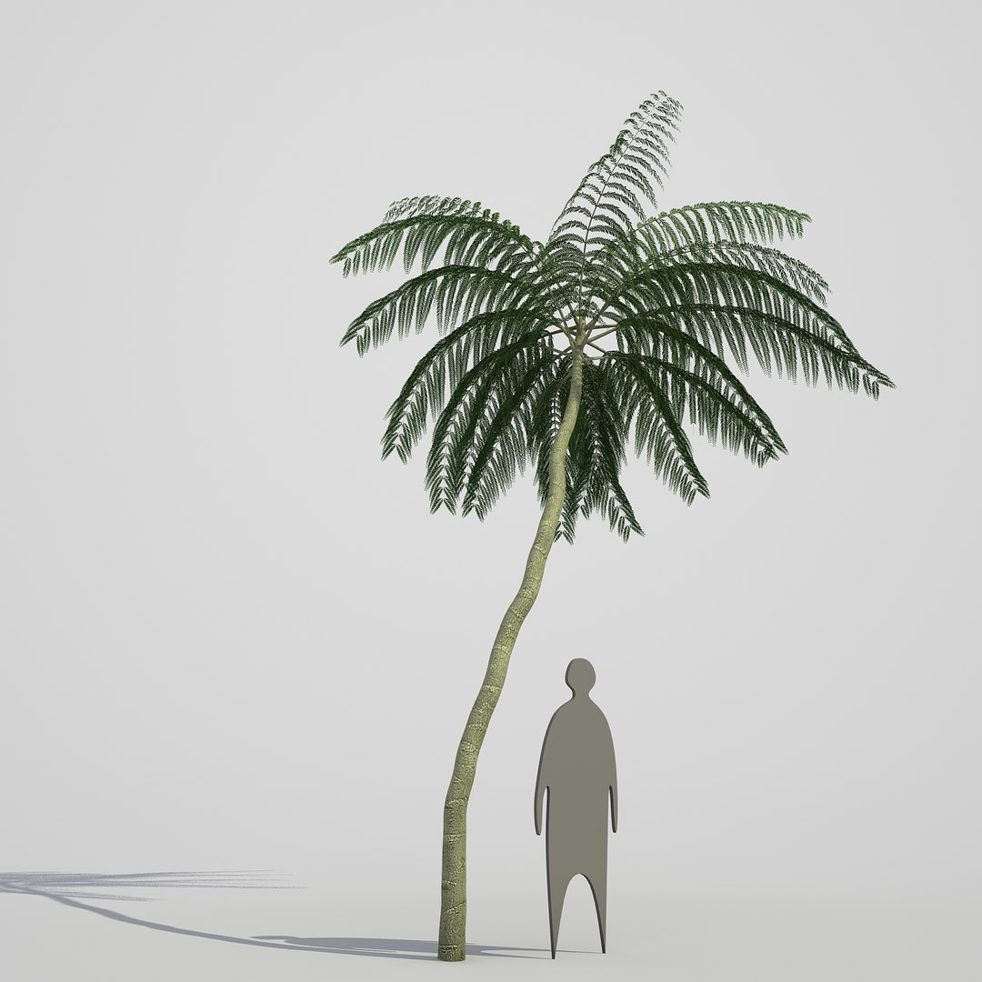 3d model schizolobium parahyba https://p.turbosquid.com/ts-thumb/kI/qCCWZK/CaCtrcYV/schizolobiumparahyba_06/jpg/1471356644/1920x1080/fit_q87/3f11eb7fdd6f8e42e3317af12a27445d351fd2e3/schizolobiumparahyba_06.jpg