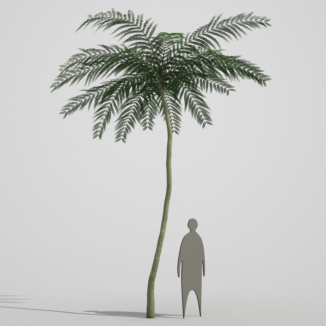 3d model schizolobium parahyba https://p.turbosquid.com/ts-thumb/kI/qCCWZK/J643NW4S/schizolobiumparahyba_09/jpg/1471356644/1920x1080/fit_q87/ce8ac1d506406e9aa342f14a55d1377e4aba6c60/schizolobiumparahyba_09.jpg