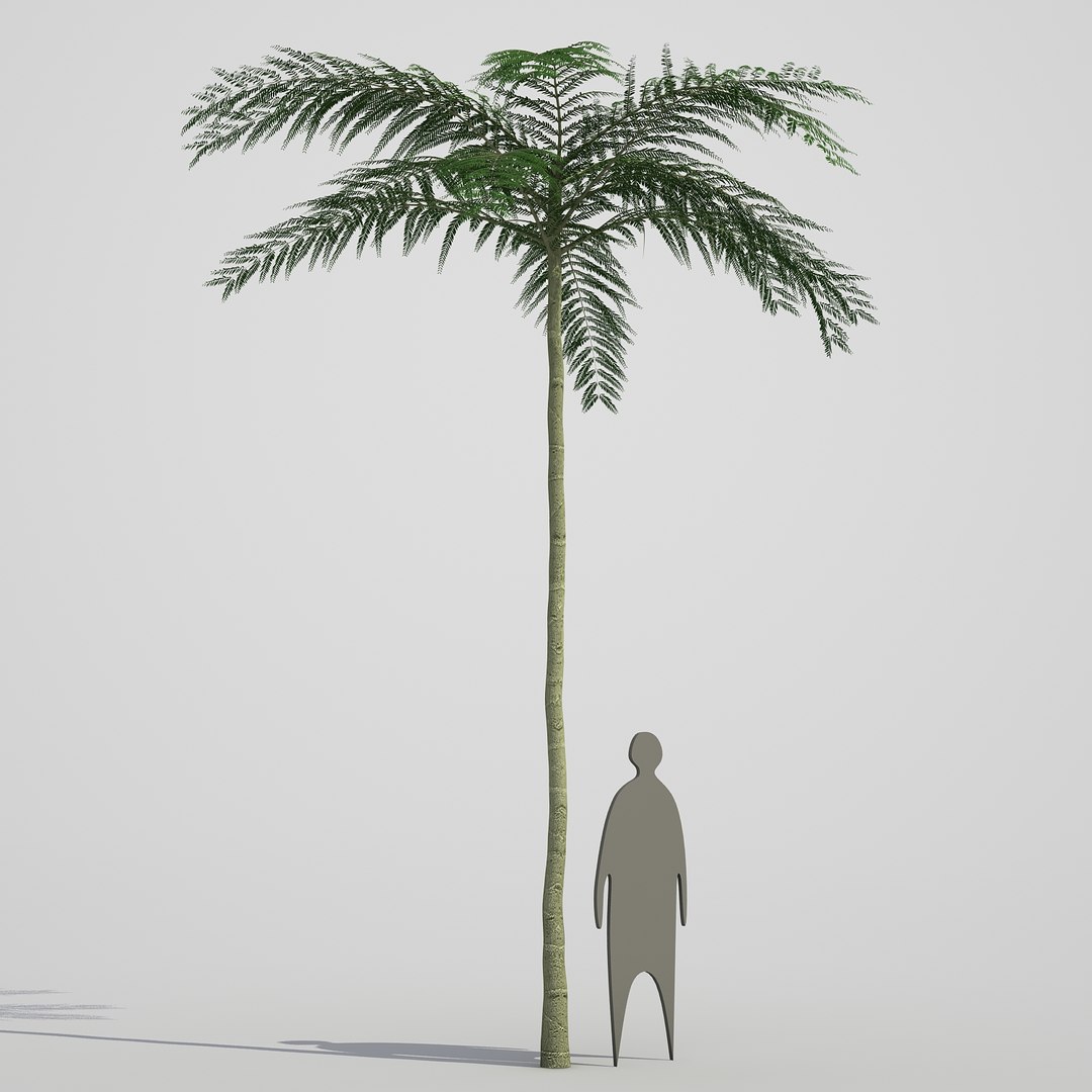 3d model schizolobium parahyba https://p.turbosquid.com/ts-thumb/kI/qCCWZK/JUan3OTB/schizolobiumparahyba_08/jpg/1471356644/1920x1080/fit_q87/9ec5cb96e54c59b6c88597bb6cc065e5c41d5f4c/schizolobiumparahyba_08.jpg