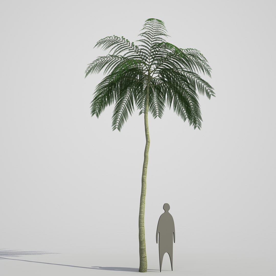 3d model schizolobium parahyba https://p.turbosquid.com/ts-thumb/kI/qCCWZK/RYtmCSup/schizolobiumparahyba_03/jpg/1471356644/1920x1080/fit_q87/eb0d54ded58c4df5148efd7e8c09eda7840991e0/schizolobiumparahyba_03.jpg