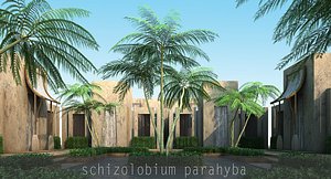 schizolobium parahyba