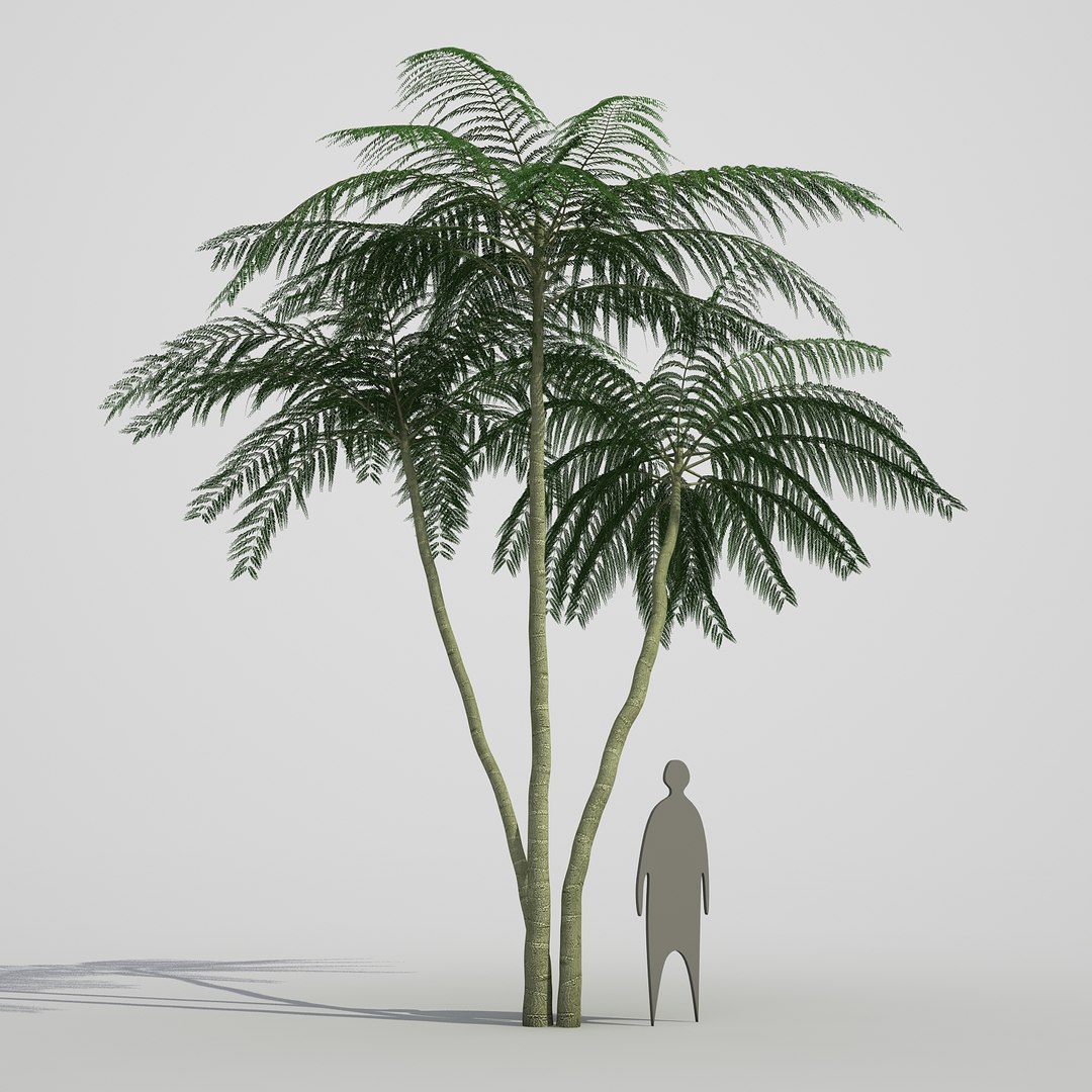 3d model schizolobium parahyba https://p.turbosquid.com/ts-thumb/kI/qCCWZK/g0MTXkae/schizolobiumparahyba_011/jpg/1471356644/1920x1080/fit_q87/87319ef78ef44aa52b22ca542a29e1ea54bf6246/schizolobiumparahyba_011.jpg