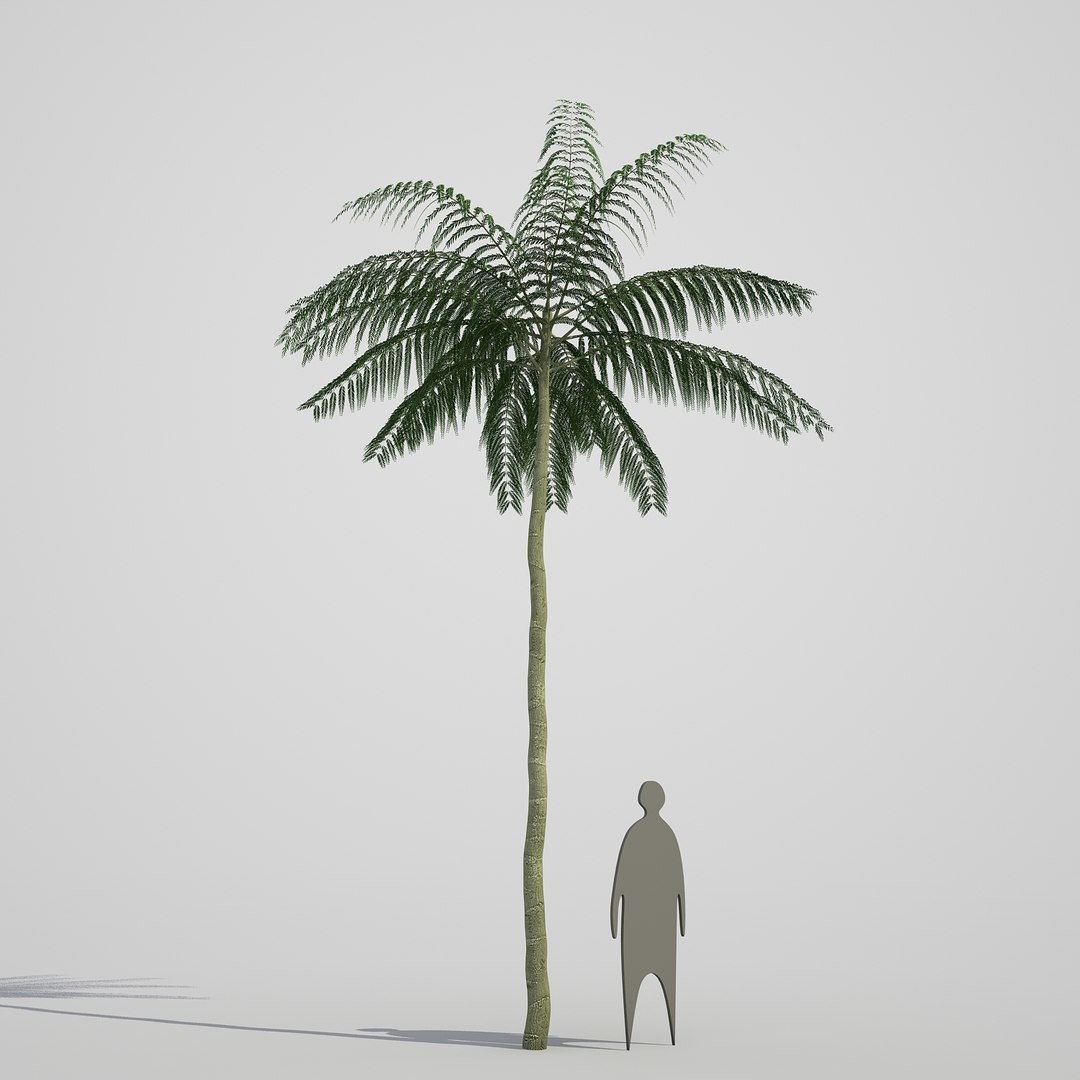 3d model schizolobium parahyba https://p.turbosquid.com/ts-thumb/kI/qCCWZK/gyibZrJc/schizolobiumparahyba_05/jpg/1471356644/1920x1080/fit_q87/315996488a402f07ca8f25e213f17b5b98bbc6f2/schizolobiumparahyba_05.jpg